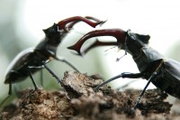 wald 05 hirschkaefer