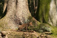 wald 09 fuchskind