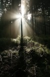 wald 12 licht und schatten