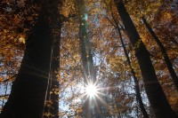 wald 12 sonne herbstwald