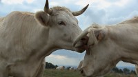 Cattle1