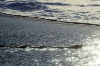 Polar Bear - Spy on the Ice © John Downer Productions