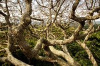 Geheimnis-Bäume-Bild+06