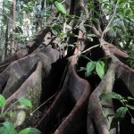 LA FORET DES PLUIES LUC JACQUET